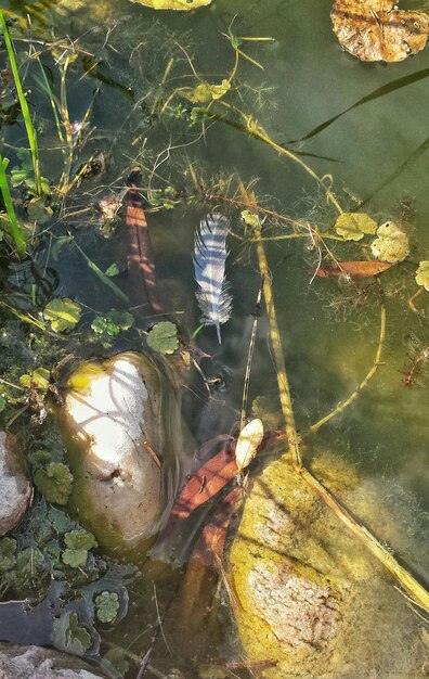 A detailed photograph capturing the intricate work of conservationists restoring a wetland habitat in a national park, showcasing the hands-on efforts funded by the new legislation.